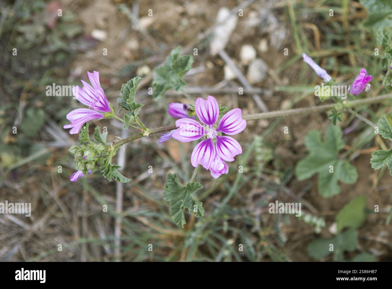 Maismalve oder kretischer Hollyhock (Malva multiflora oder Lavatera cretica) in der archäologischen Stätte von Mantineia, Hochland von Arcadia, Peloponnes, GRE Stockfoto