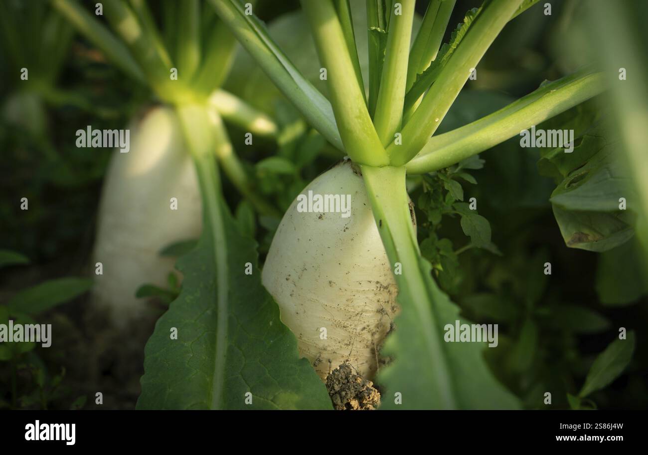 Nahaufnahme weißer Radieschen, die in einem Gartenbeet wachsen, umgeben von üppig grünen Blättern. Sonnenlicht beleuchtet die Szene Stockfoto
