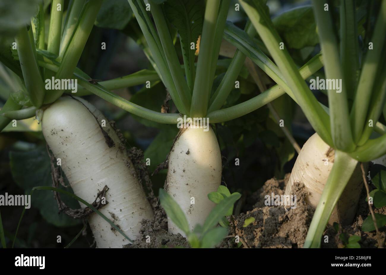 Nahaufnahme weißer Radieschen, die in einem Gartenbeet wachsen, umgeben von üppig grünen Blättern. Sonnenlicht beleuchtet die Szene Stockfoto