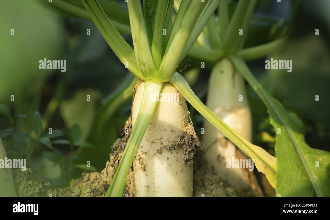 Nahaufnahme weißer Radieschen, die in einem Gartenbeet wachsen, umgeben von üppig grünen Blättern. Sonnenlicht beleuchtet die Szene Stockfoto