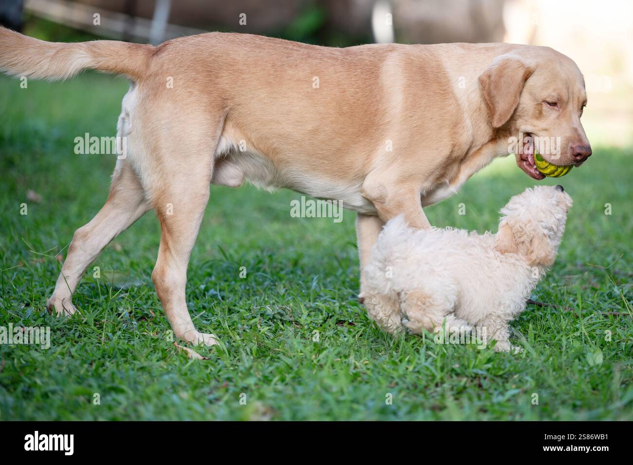 Spielen von 2 Hunden auf dem Graspark aus nächster Nähe Stockfoto