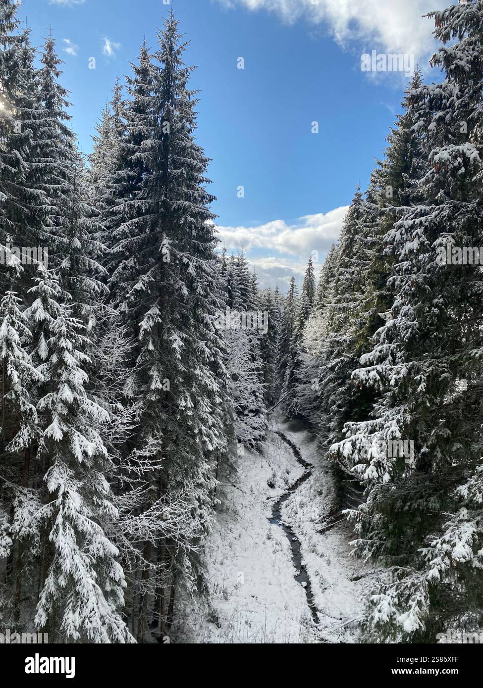 Aus der Vogelperspektive auf den Winterwald in den Bergen. Kleiner Bach zwischen hohen, schneebedeckten Kiefern. Stockfoto