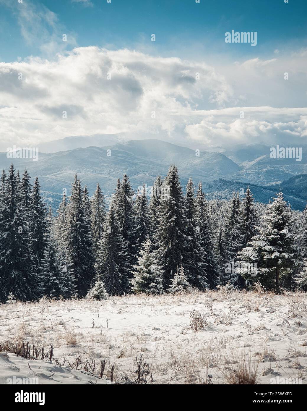Karpaten im Winter: Blick von der Spitze des Berges auf schneebedeckte Kiefern und Tal im Gorgany-Gebirge im Hintergrund. Stockfoto