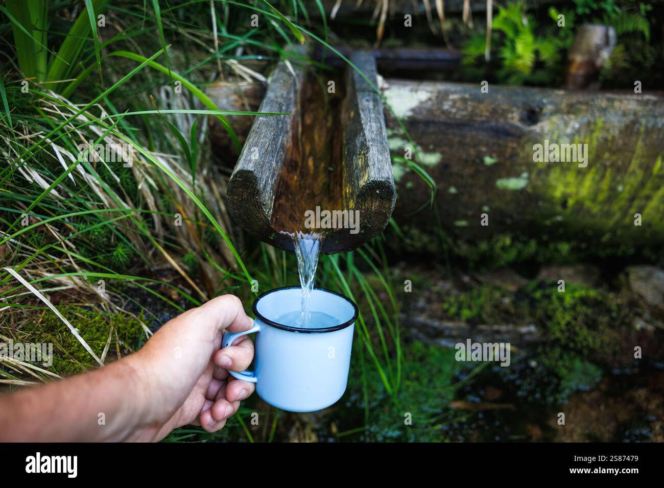 Gießt Quellwasser von Hand in den Reisebecher an der Waldquelle mit fließendem Süßwasser. Erfrischung während der Wanderung Stockfoto