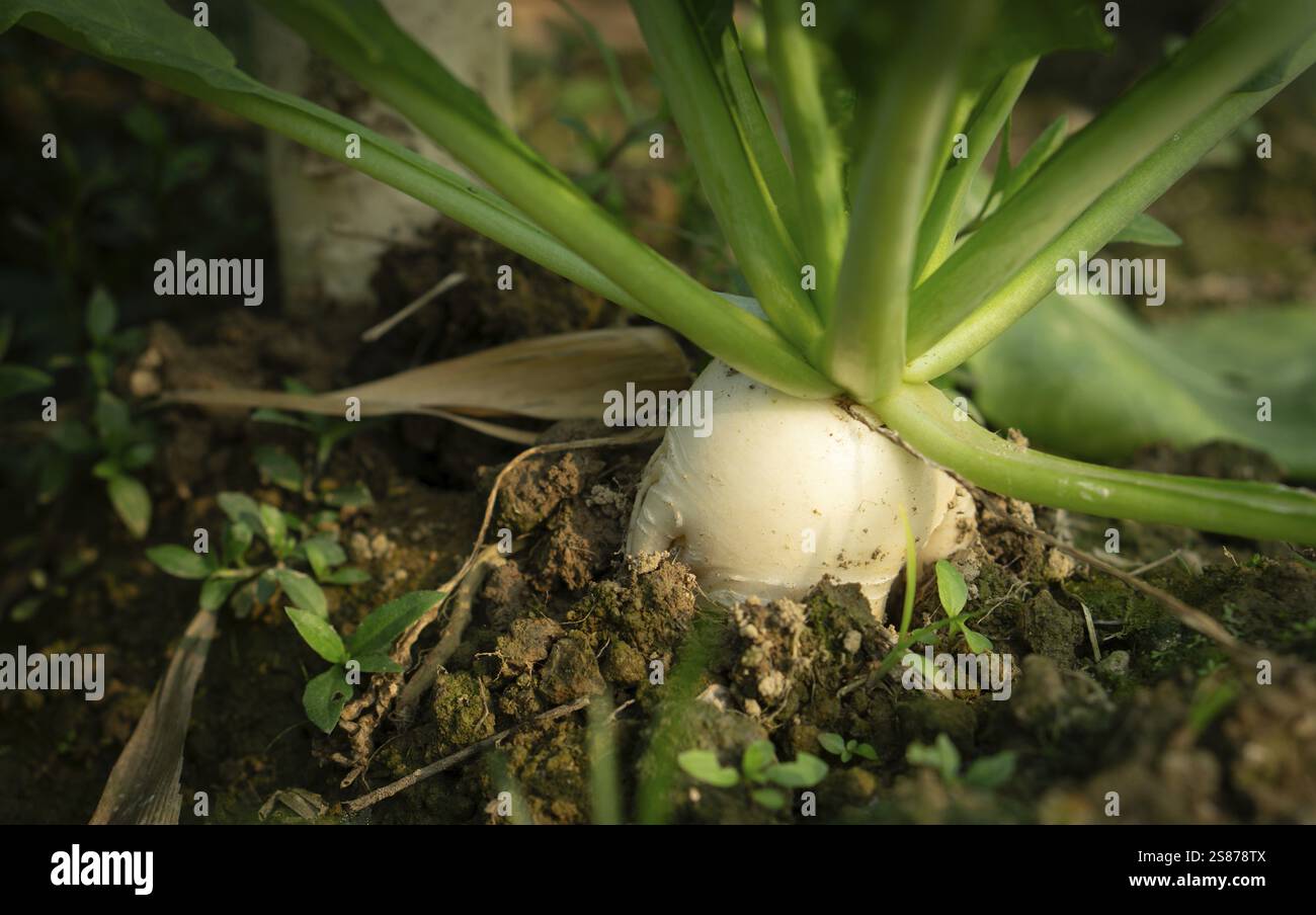 Nahaufnahme weißer Radieschen, die in einem Gartenbeet wachsen, umgeben von üppig grünen Blättern. Sonnenlicht beleuchtet die Szene Stockfoto