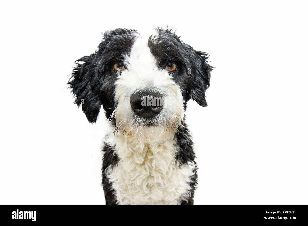 Porträt aufmerksamer und ernster Spaniel Wasserhund Welpe, der in die Kamera schaut. Isoliert auf weißem Hintergrund Stockfoto
