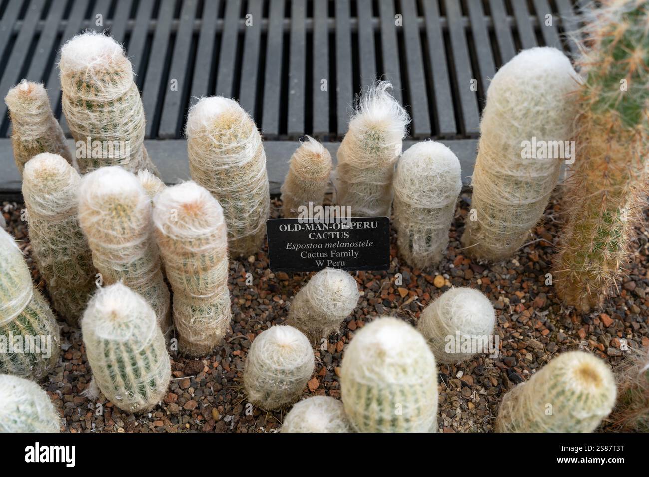 Perus-Altkaktus mit markanten weißen haarartigen Fasern und einem Informationsschild. Die Textur und das Aussehen dieser einzigartigen Pflanze zeichnen sich durch die aus Stockfoto