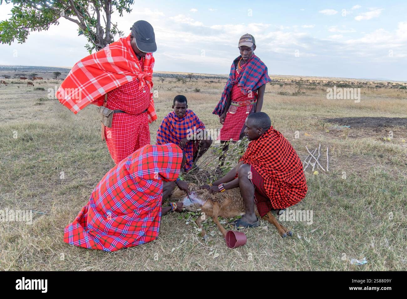 Maasai bereiten Schafe zum Essen vor. Maasai Mara, Kenia. Stockfoto