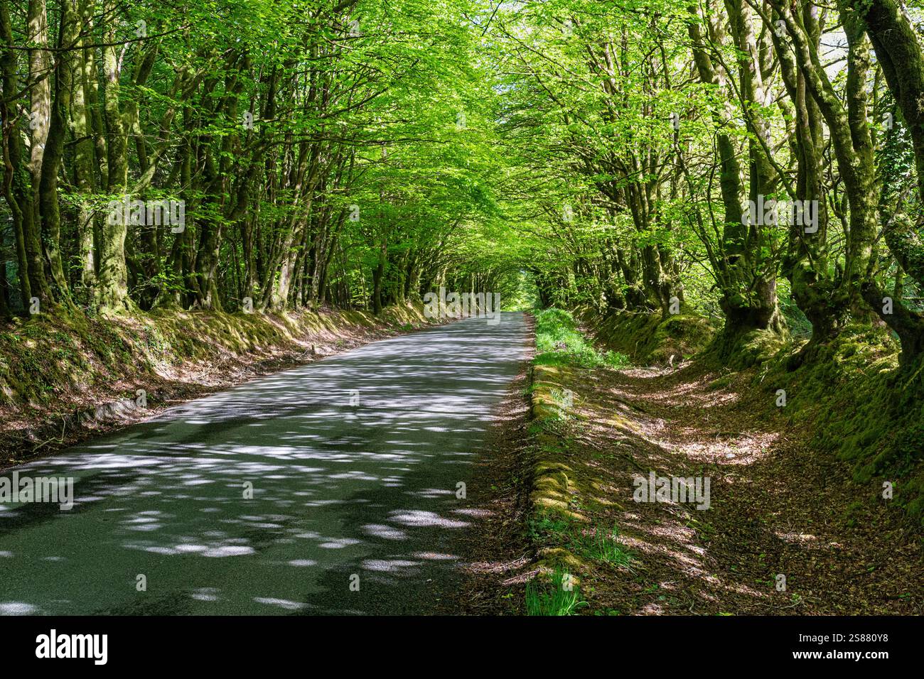 Eine Devon Country Lane, mit einem Tunnel mit schattigen Buchen (Fagus sylvatica), der durch bogenförmige Bäume geschaffen wurde. Stockfoto Eine Devon Country Lane, mit einem Tunnel mit schattigen Buchen (Fagus sylvatica), der durch bogenförmige Bäume geschaffen wurde. Stockfoto