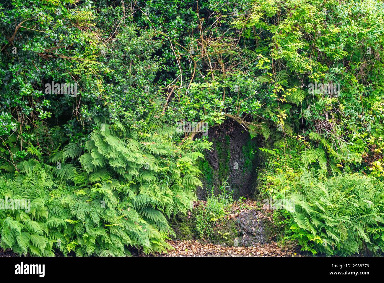 Bewachsener, mit Feder gefütterter Steinpferd-Trinkrinne neben der New Road, Okehampton, Devon, England, Großbritannien. Stockfoto