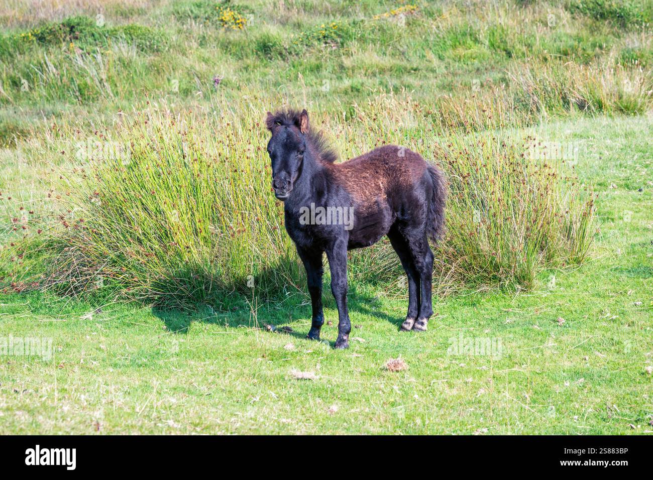 Ein junges halbfertiges Dartmoor Pony in der Nähe des Okehampton Battle Camp, Dartmoor National Park, Devon, England, Großbritannien Stockfoto