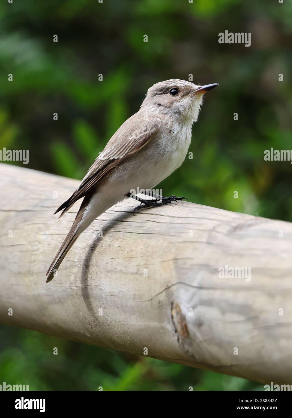 Ein gefleckter Fliegenfänger (Muscicapa striata) auf einer Schiene, der auf Beute wartet, die vorbeifliegen Stockfoto