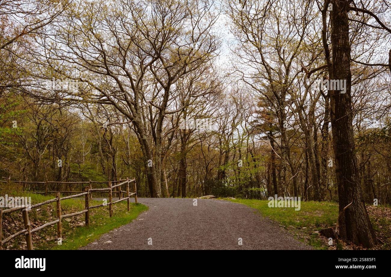 Trees in Park im oberen Bundesstaat New York, USA Stockfoto