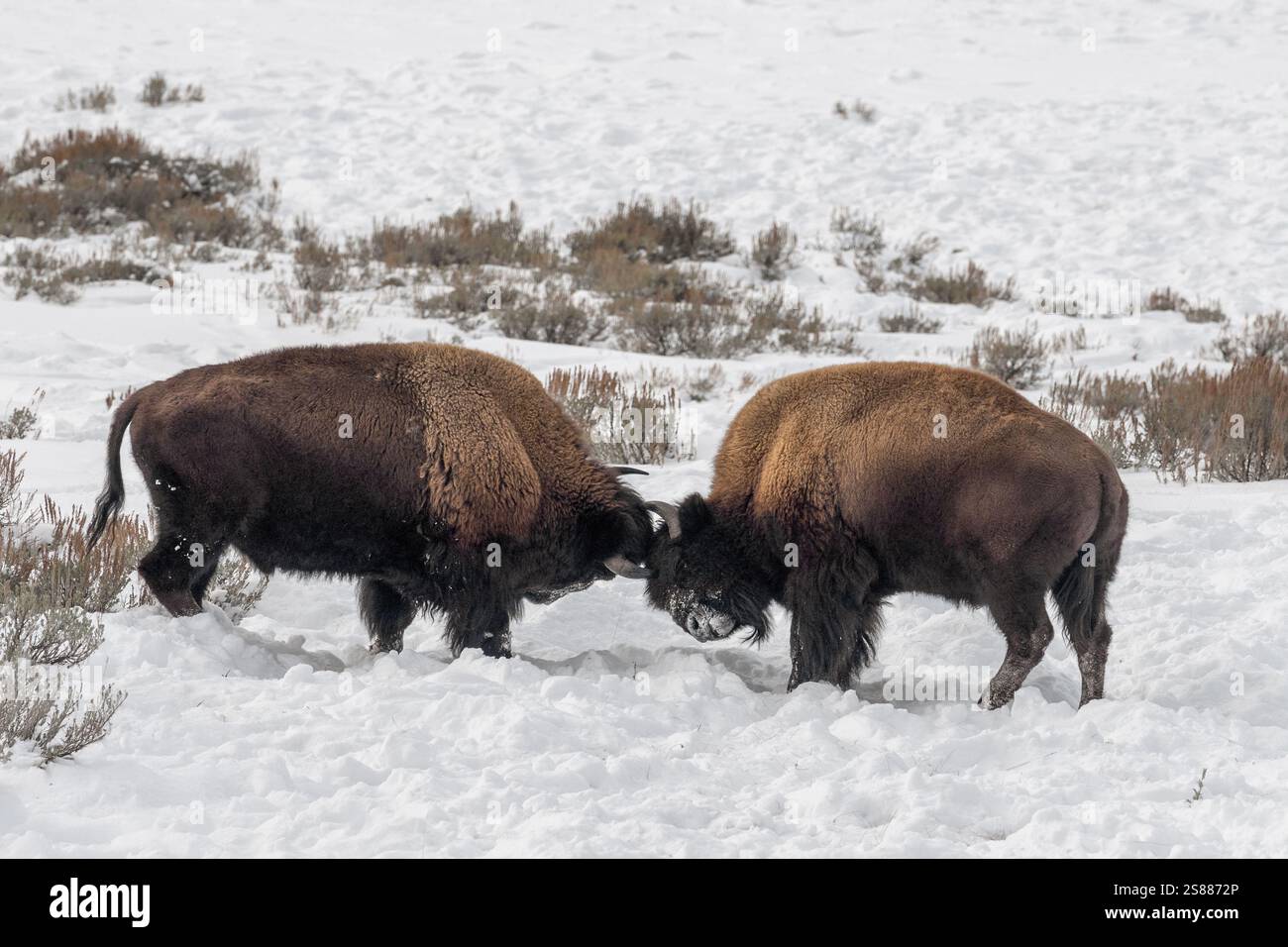 Zwei Bisons kämpfen im Schnee des Yellowstone-Nationalparks Stockfoto