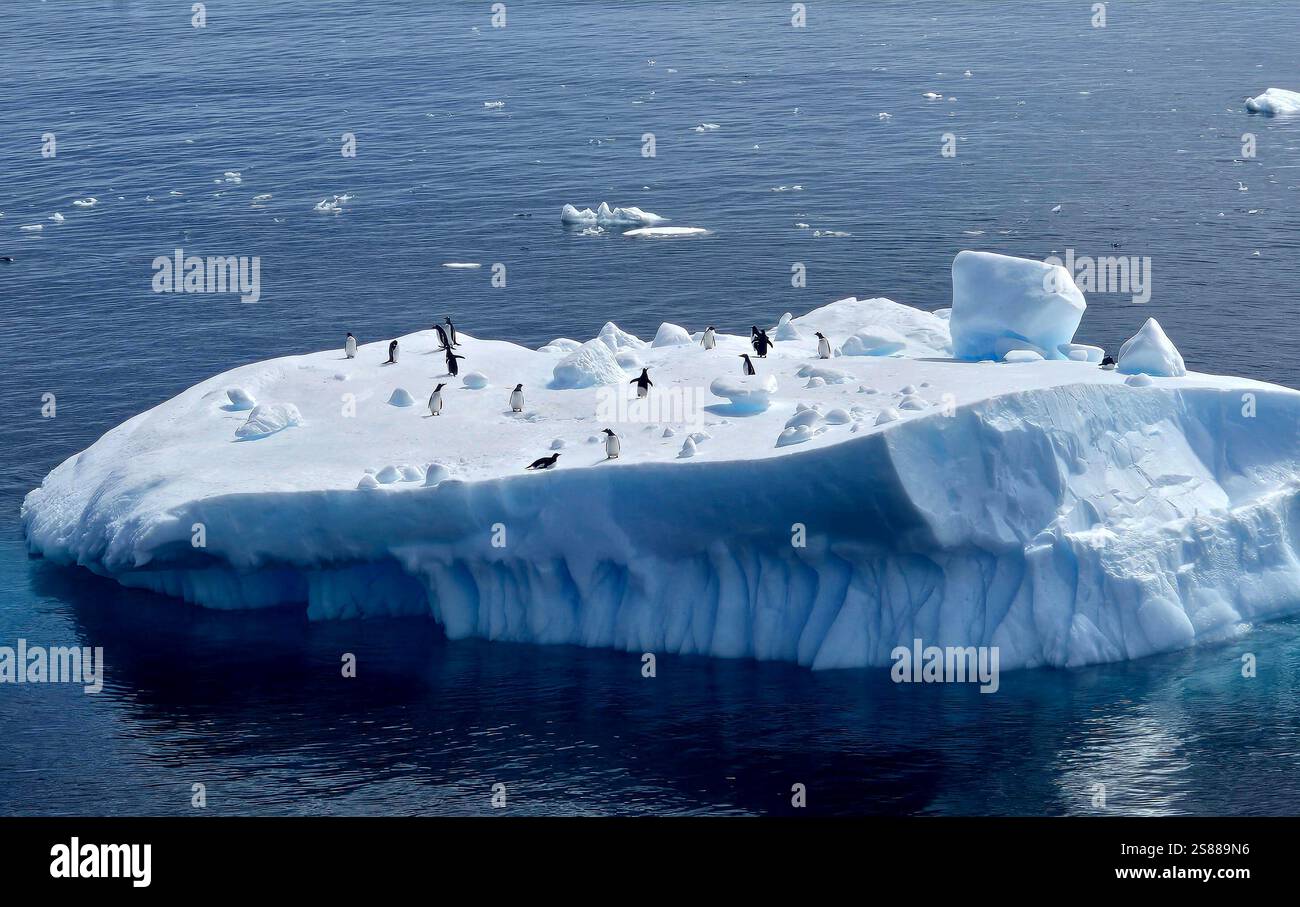 Pinguine am Eisberg in der Antarktis - Smartphone-aufgenommenes Stockfoto