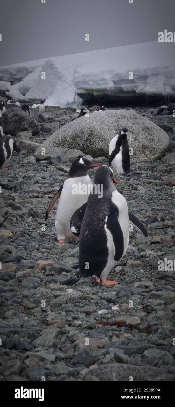 Gentoo-Pinguine in der Antarktis - Smartphone-aufgenommenes Stockfoto