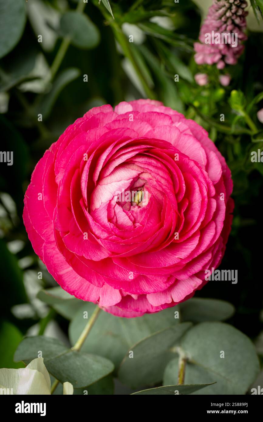 Nahaufnahme eines pinkfarbenen Ranunkels in voller Blüte: Eine Nahaufnahme der komplizierten Schichten von Blütenblättern von oben nach unten Stockfoto