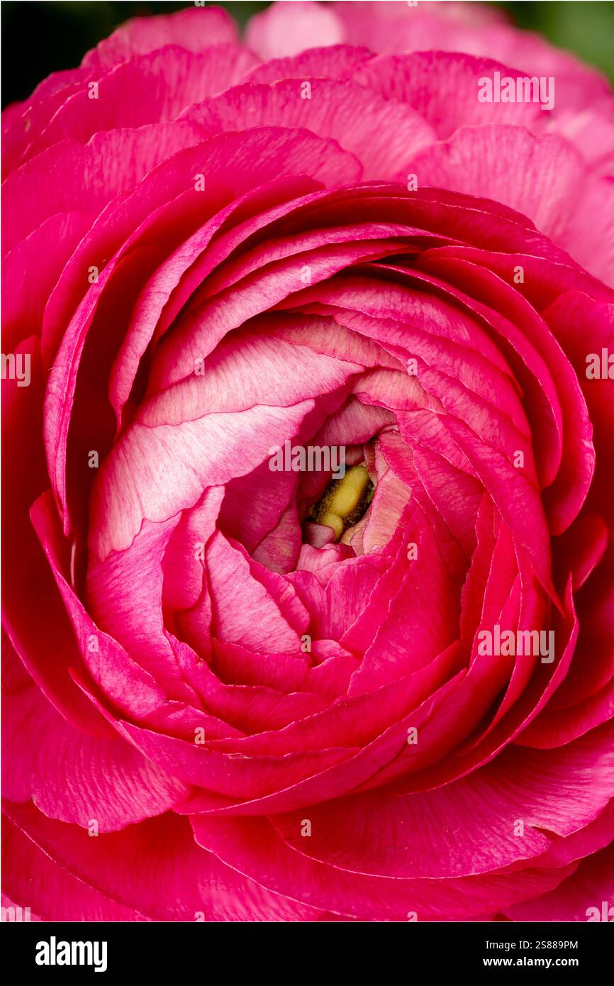 Nahaufnahme eines pinkfarbenen Ranunkels in voller Blüte: Eine Nahaufnahme der komplizierten Schichten von Blütenblättern von oben nach unten Stockfoto
