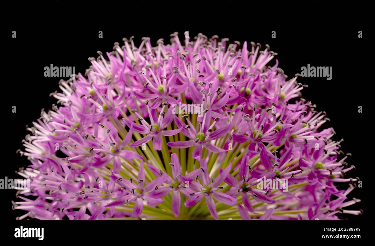Stillleben Nahaufnahme einer allium-Blume vor schwarzem Hintergrund. Stockfoto