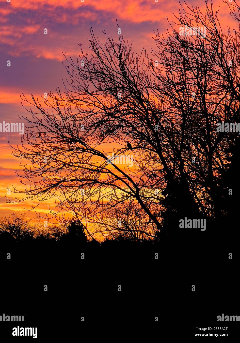 Silhouettenbäume vor einem orange-violetten Himmel bei Sonnenaufgang an einem Wintermorgen. Stockfoto