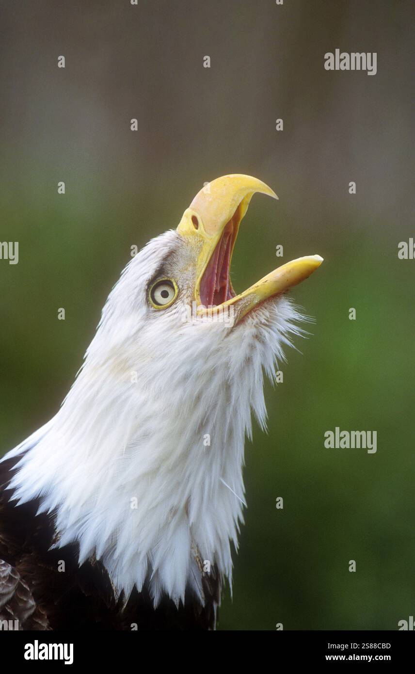 Nordamerika; Vereinigte Staaten; Alaska; Alaska-Halbinsel; Sommer; Wildtiere; Vögel; Raubtiere; Weißkopfadler; Haliaeetus leucocephalus. Stockfoto