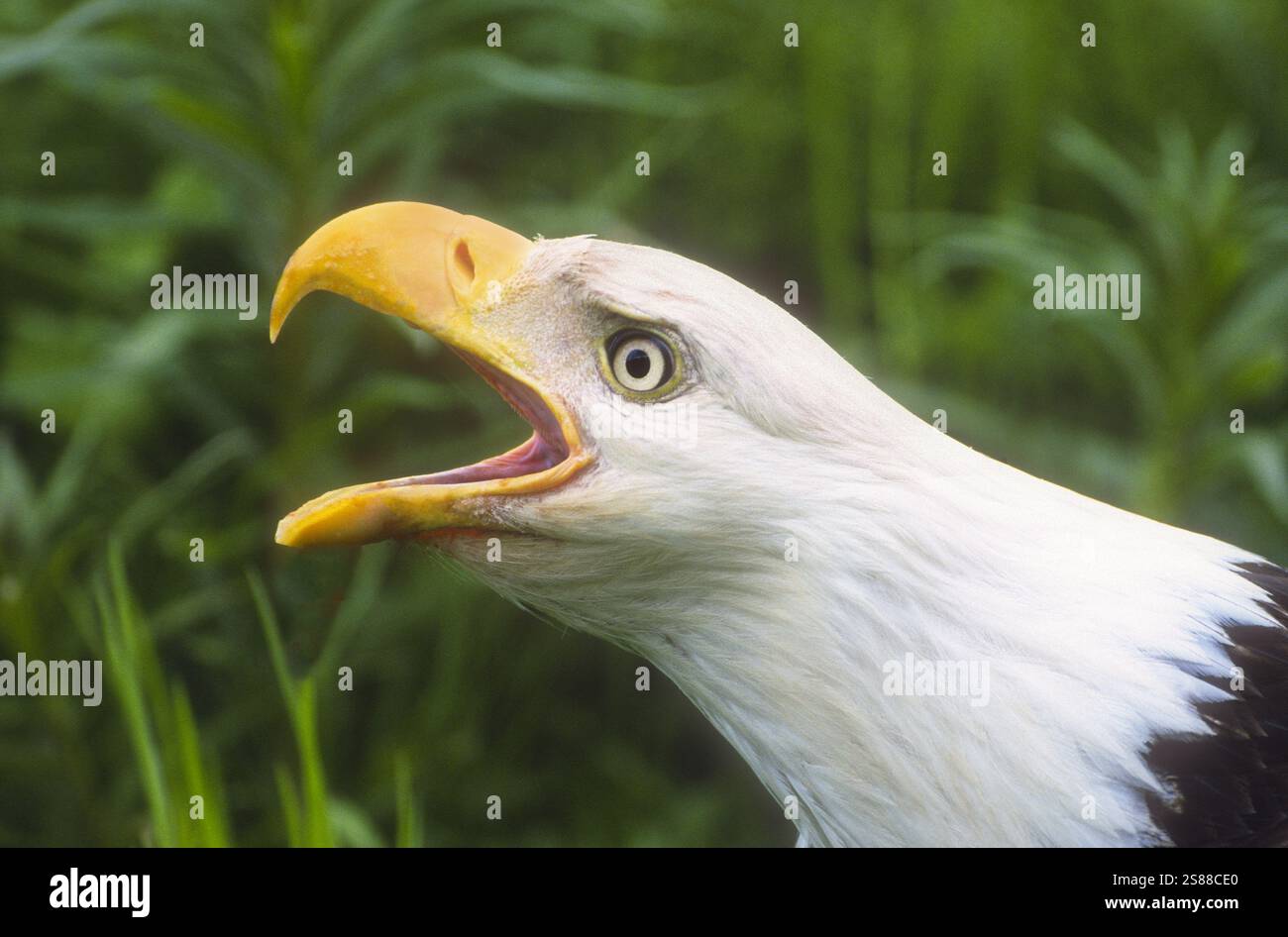 Nordamerika; Vereinigte Staaten; Alaska; Alaska-Halbinsel; Sommer; Wildtiere; Vögel; Raubtiere; Weißkopfadler; Haliaeetus leucocephalus. Stockfoto