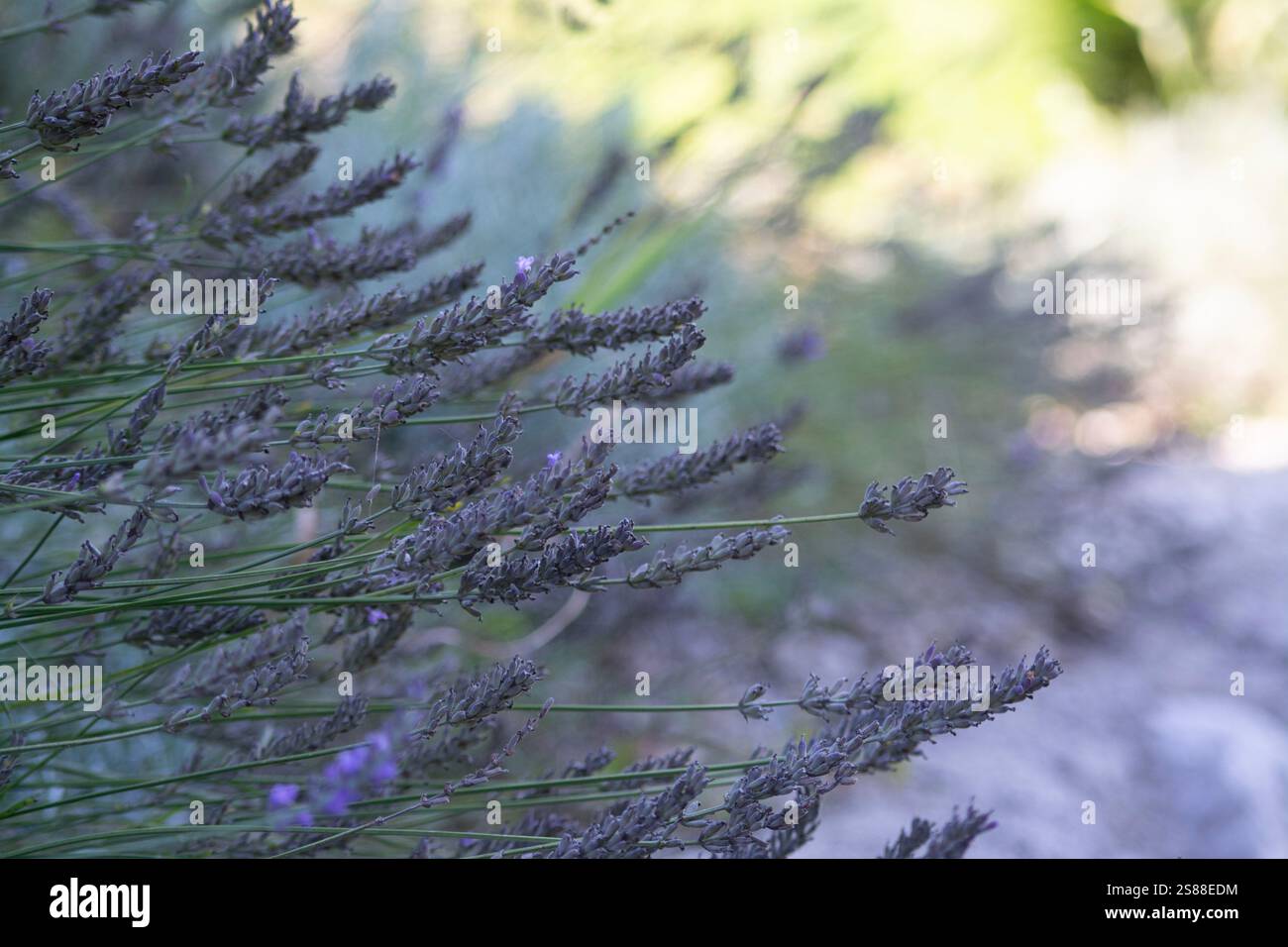 LAVENDEL Stockfoto