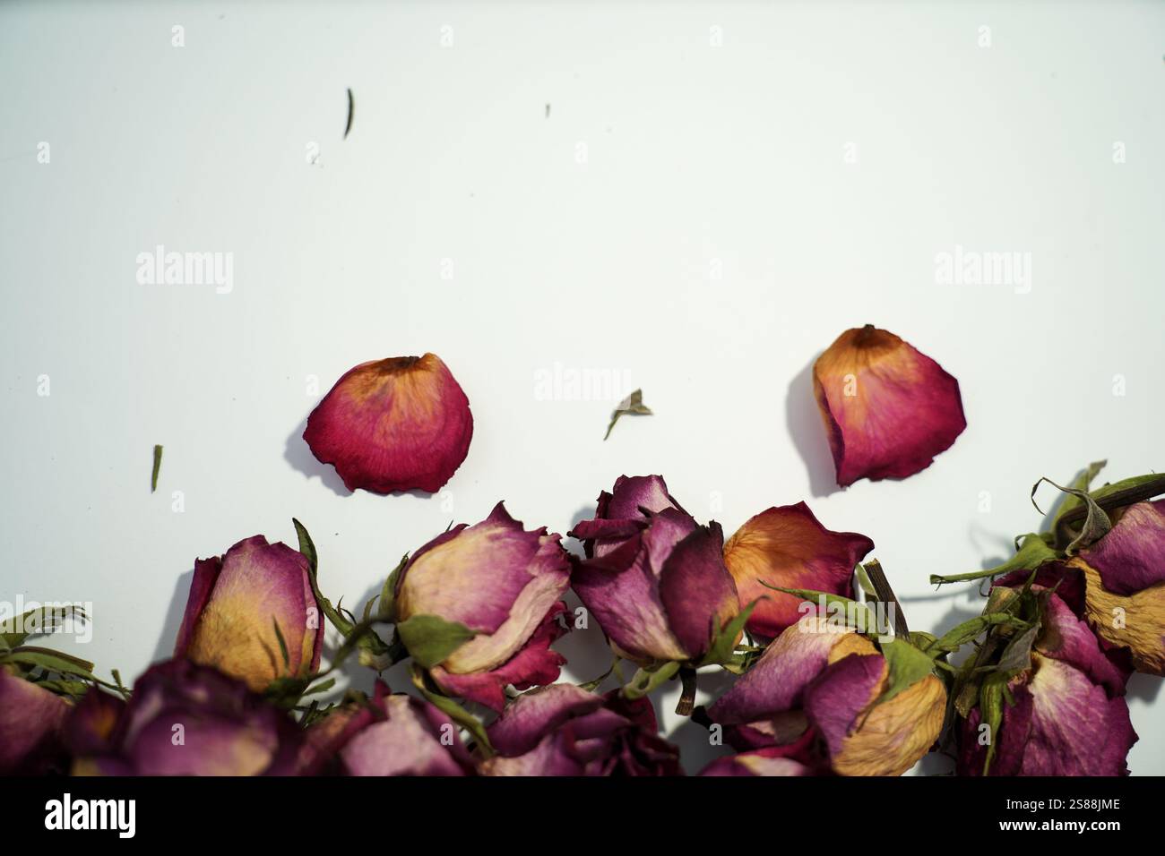 Bunte getrocknete verwelkte Rosen Komposition auf weißem Hintergrund. Stockfoto