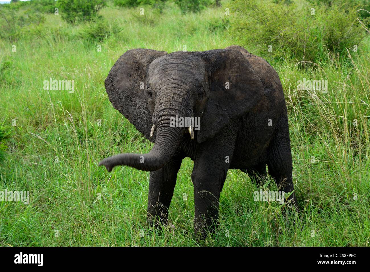 Elefantenbaby spielt in der Savanne. Stockfoto