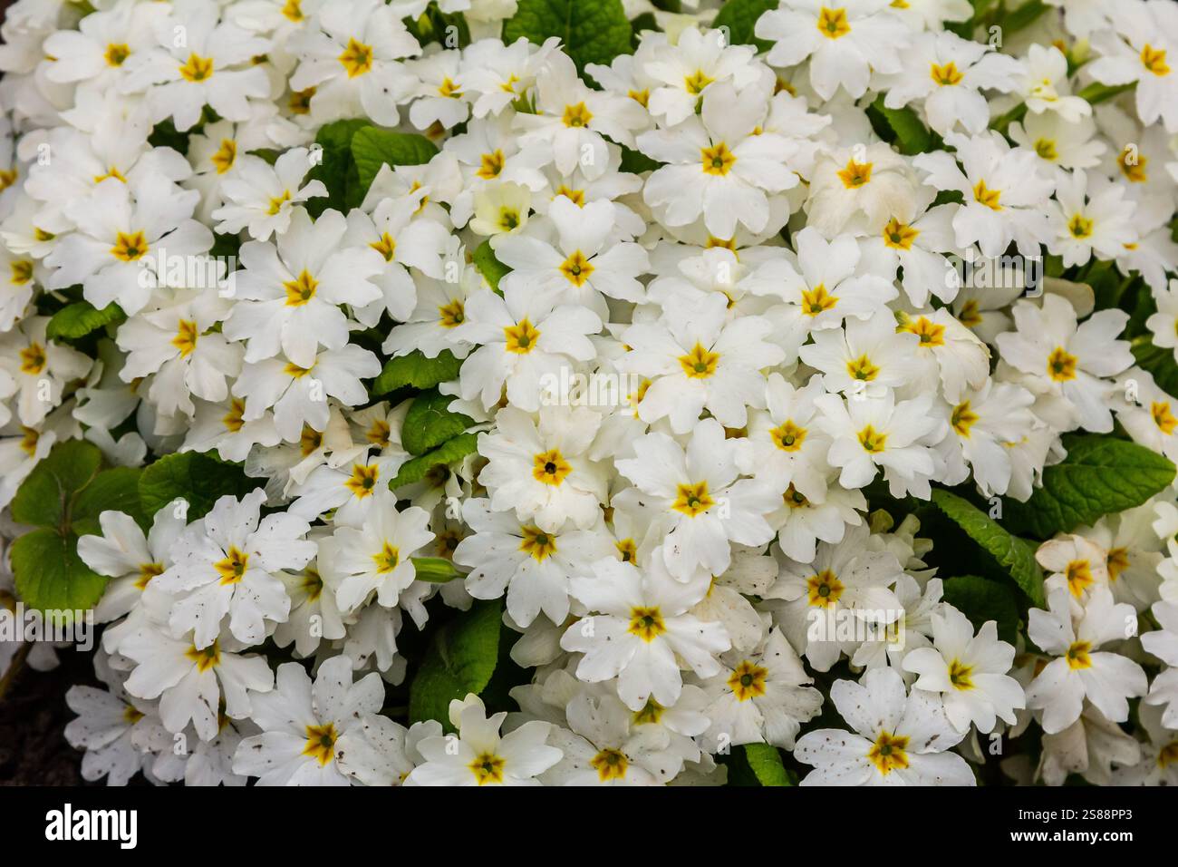 Primrose, Primula vulgaris Blüten im Frühlingsgarten. Stockfoto