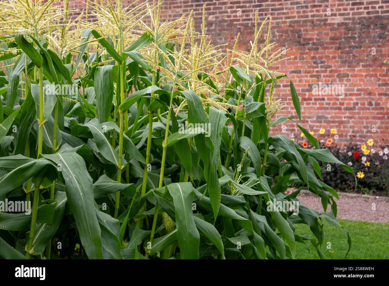 Große Zuckermaispflanzen blühen im Spätsommer in einem englischen Küchengarten. Stockfoto