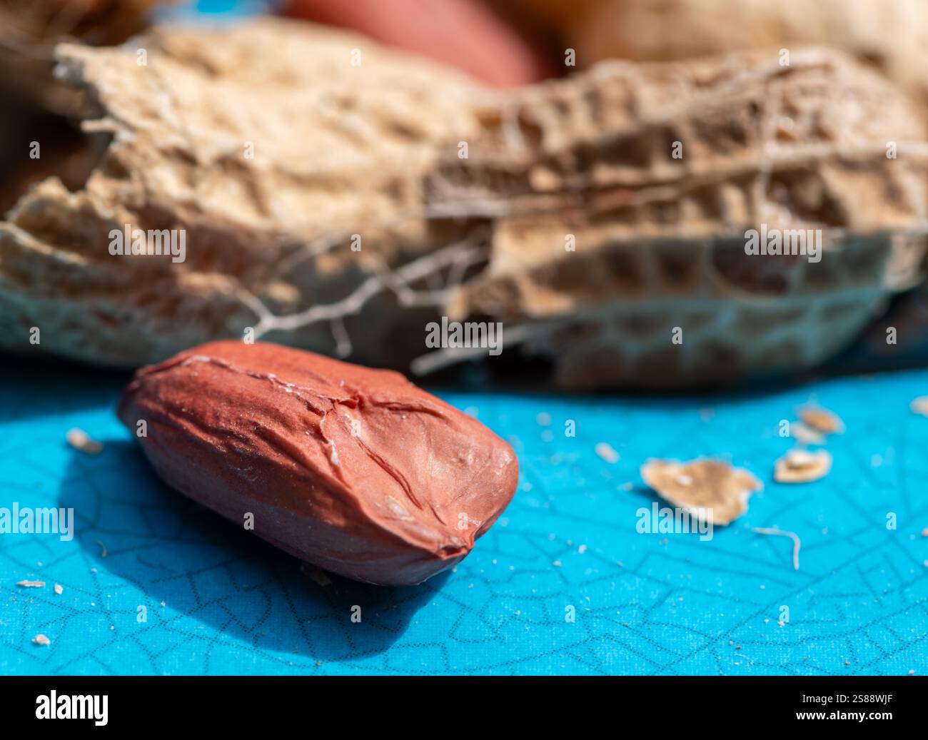 Nahaufnahme eines Makros frischer Erdnüsse in den Schalen Stockfoto