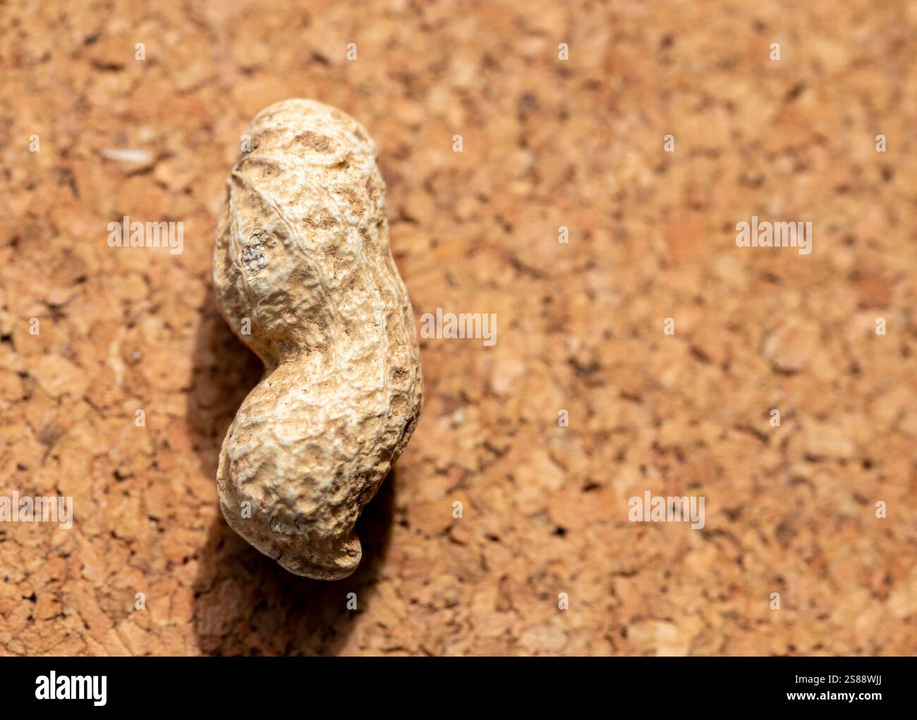 Nahaufnahme eines Makros frischer Erdnüsse in den Schalen Stockfoto