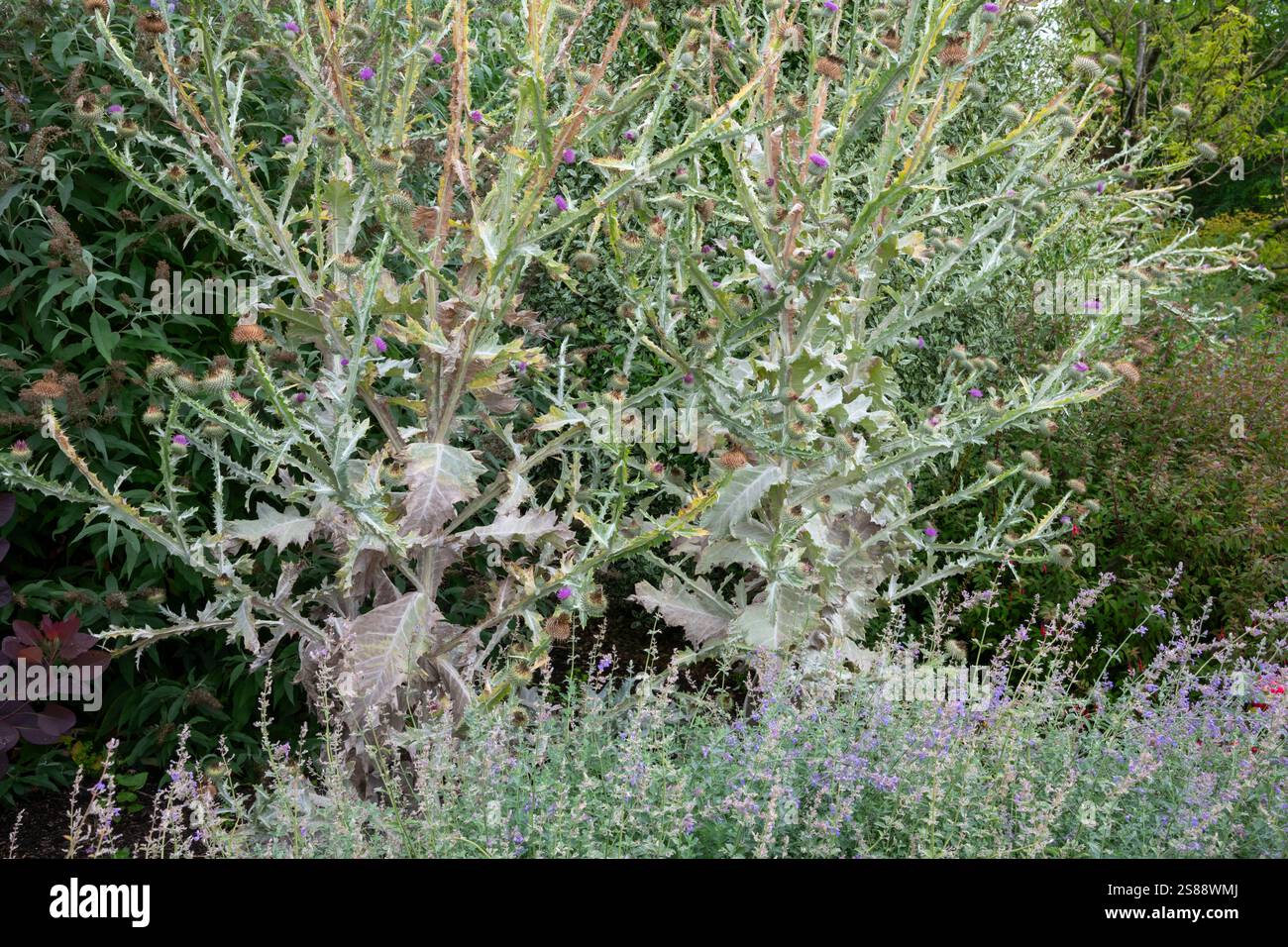 Hohe silberfarbene Disteln, Onopordum Acanthium in einem Garten im Spätsommer. Stockfoto
