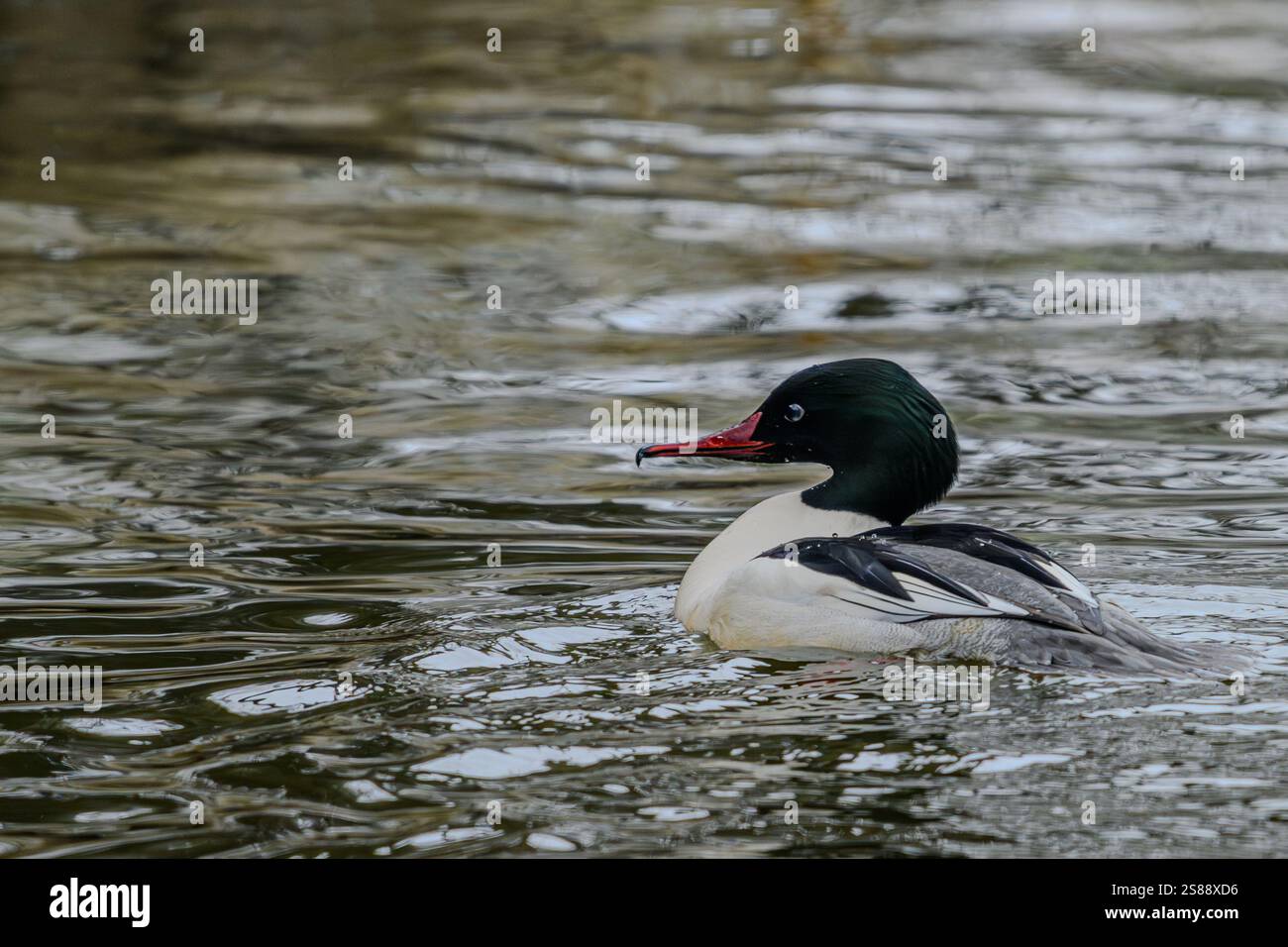 Ein männlicher Merganser schwimmt in einem kalten Fluss Stockfoto