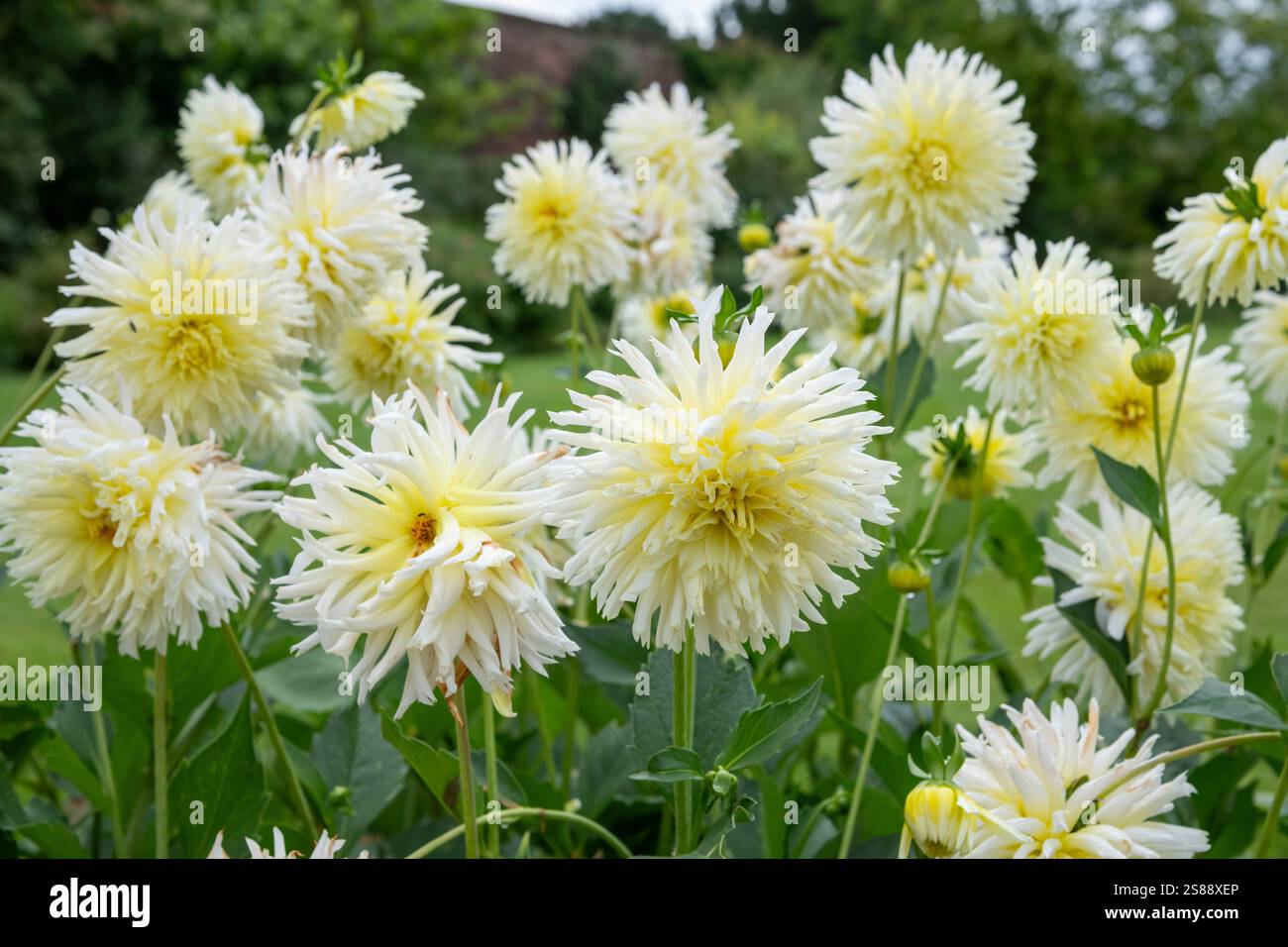 Dahliensorte mit riesigen Doppelblüten in blasscremigem Gelb, die im Spätsommer blühen. Stockfoto