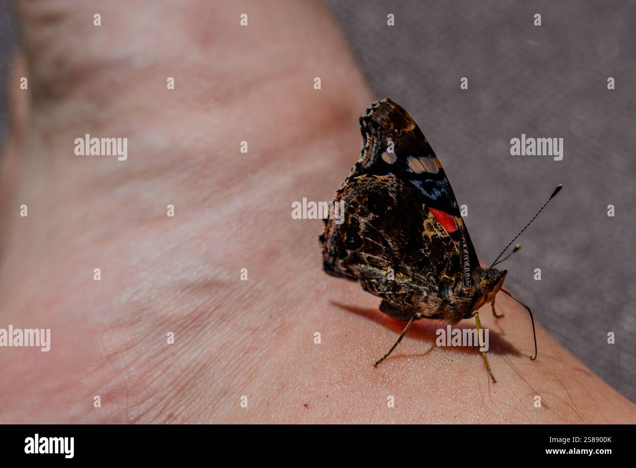 Farbenfroher Schmetterling, der während der Tageslichtstunden in einer natürlichen Umgebung auf einem menschlichen Fuß liegt Stockfoto