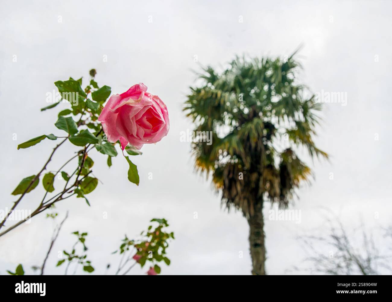 Warmes Wetter in Florida im Winter - Rosen blühen! (Gartenarbeit rund um das Haus im südlichen US-Bundesstaat). Auch Palmen Stockfoto