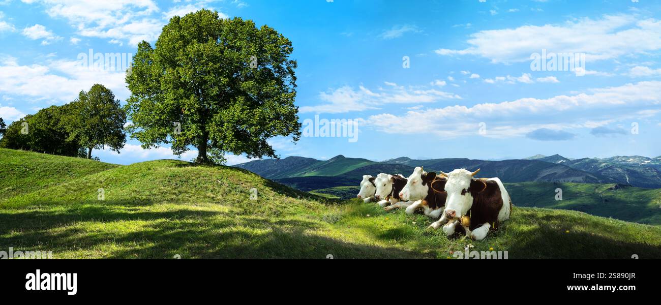 Milchkühe auf der Sommerweide in den Bergen - glückliche Kühe. Stockfoto
