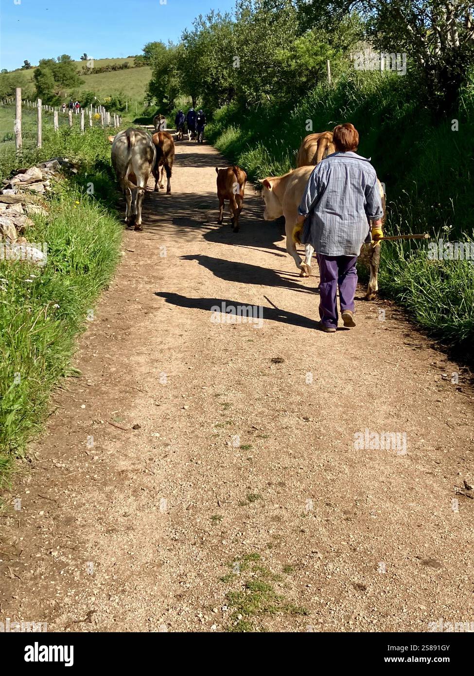 Kühe auf dem Weg zum Melken Stockfoto