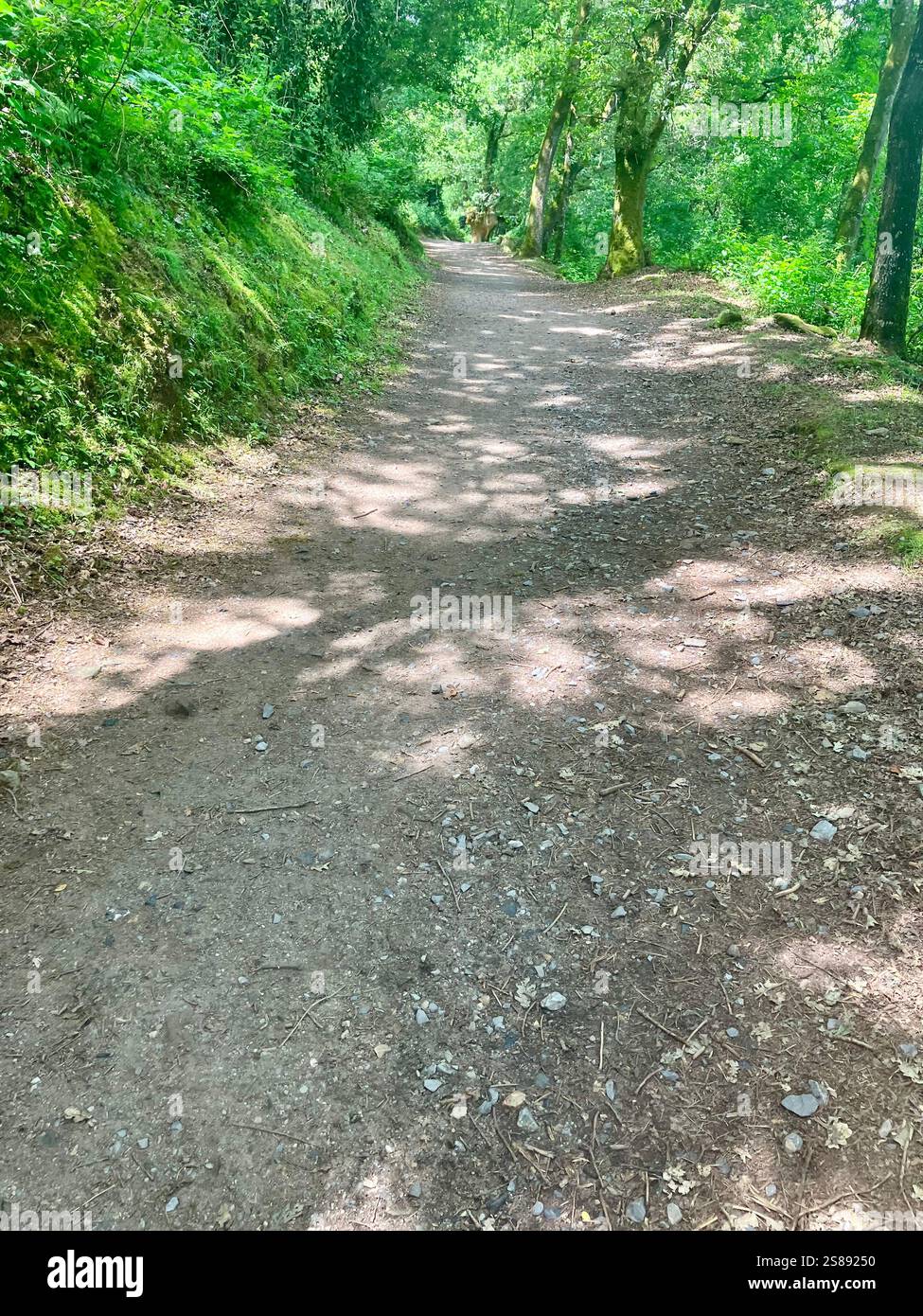 Waldweg mit grünen Bäumen: Spaziergang auf dem Camino Frances - Smartphone-aufgenommenes Stockfoto