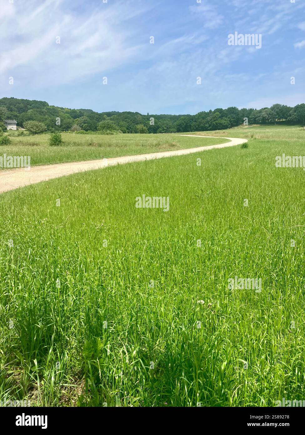 Gewundener Pfad durch Felder: Spaziergang auf dem Camino Frances - Smartphone-aufgenommenes Stockfoto