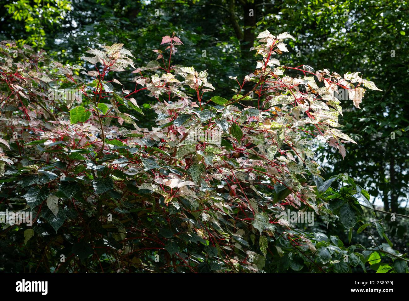 Acer Conspicuum „Red Flamingo“. Ein kleiner Baum mit verschiedenem Laub und roten Stämmen. Stockfoto