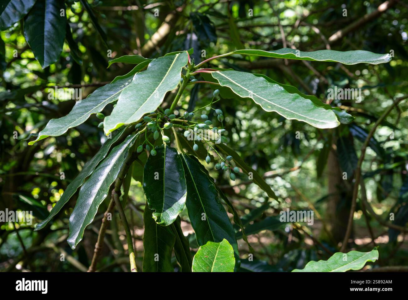 Daphniphyllum Pentandrum, eine immergrüne Pflanze mit großen dunkelgrünen Blättern und Beeren in der späten Saison. Stockfoto