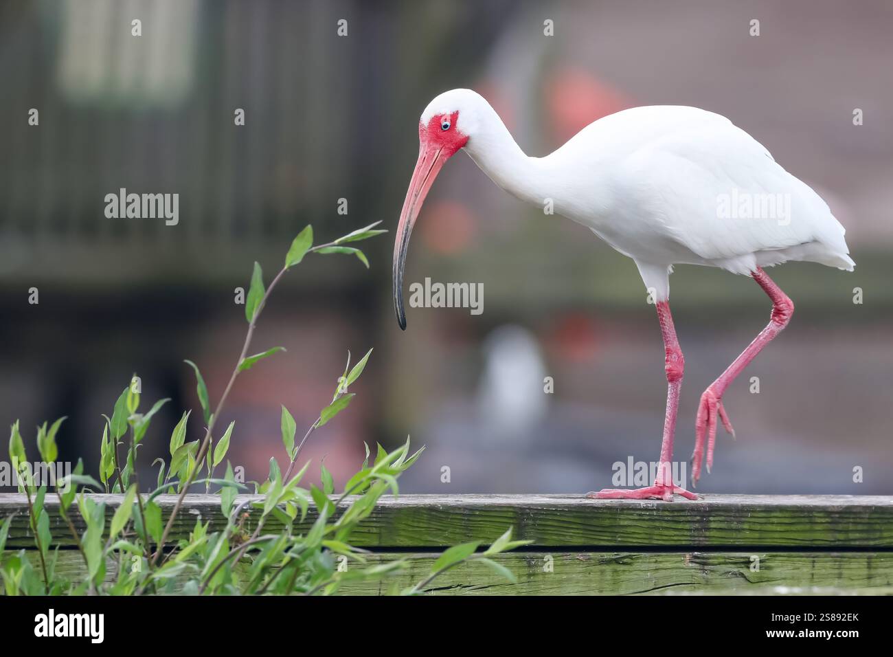 Nahaufnahme des amerikanischen weißen Ibis Vogels an einem Boardzaun. Stockfoto