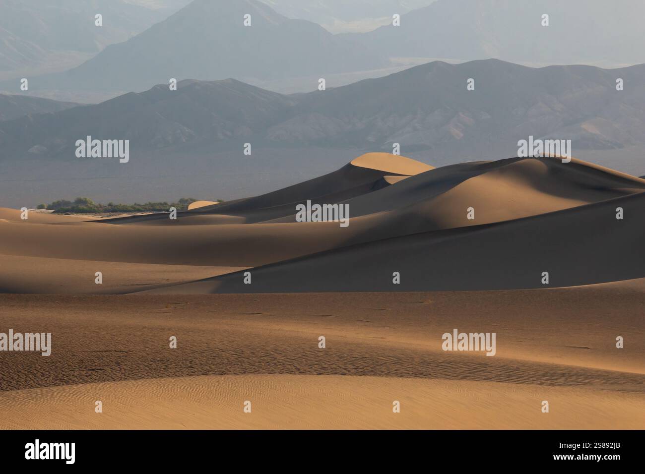 Das Licht der Golden Hour wirft Schatten über die Sanddünen des Death Valley National Park und hebt die Texturen und Kurven der Wüste hervor. Stockfoto