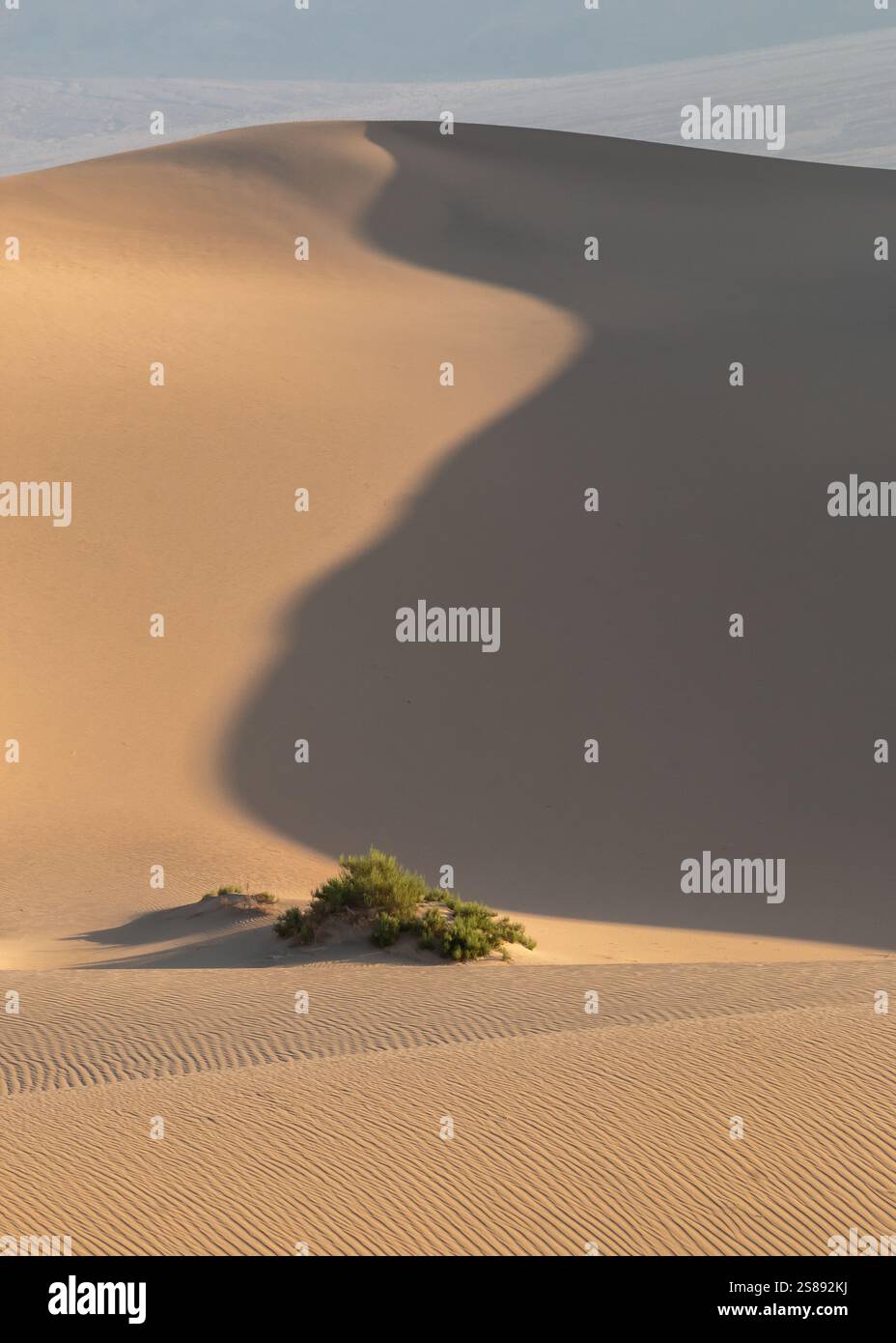 Golden Hour Light wirft einen Schatten über eine Sanddüne im Death Valley National Park, während ein Stück Gras vom Licht berührt wird. Stockfoto