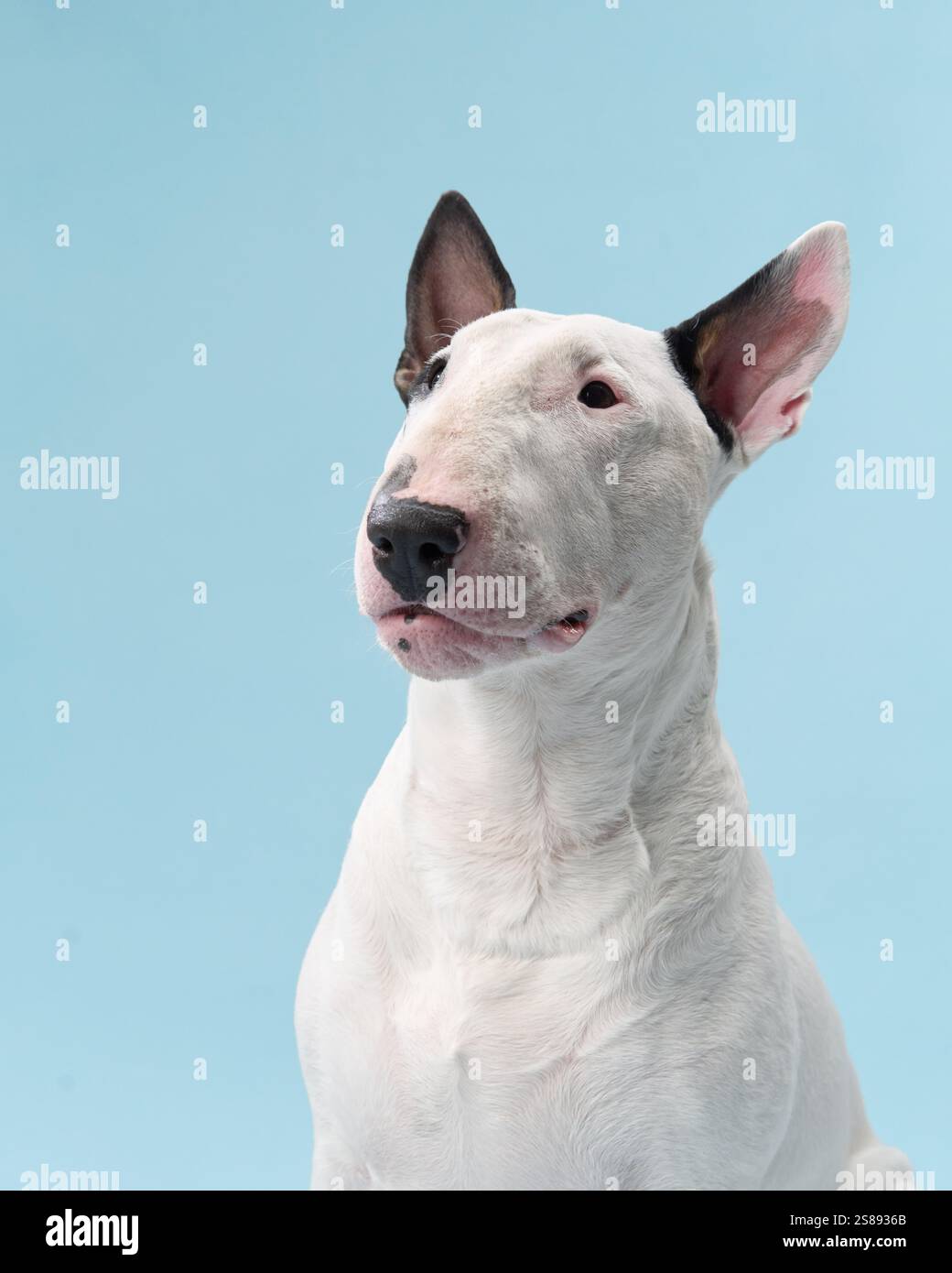 Ein Bullterrier sitzt drinnen mit einem fröhlichen Ausdruck, seine Zunge leicht herausgezogen. Der Hintergrund ist blau und schafft eine sanfte und fröhliche Atmosphäre. Stockfoto