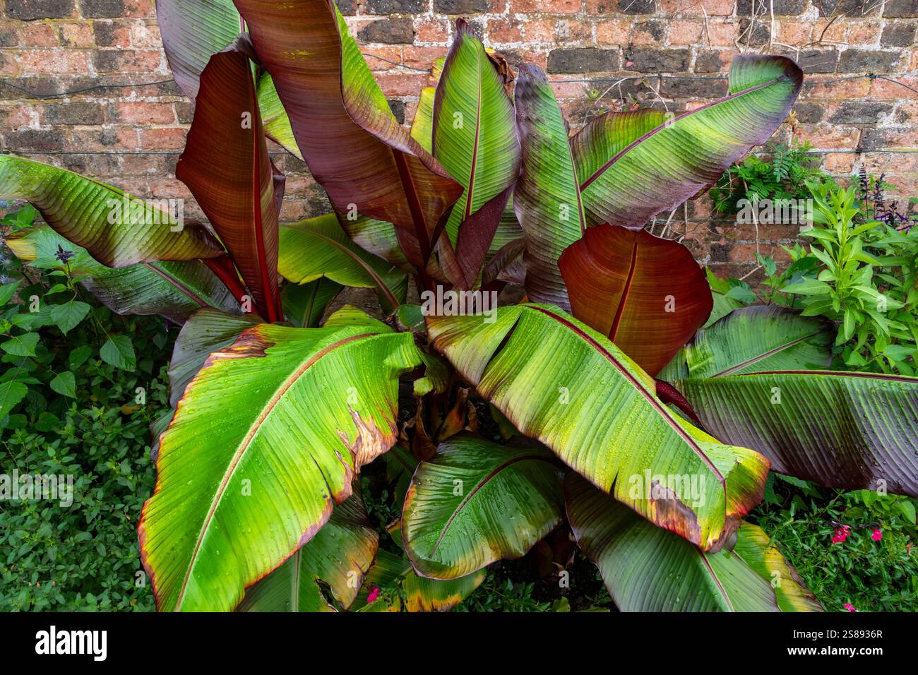 camellia camellia japonica Camellia japonica JAPANESE CAMELIA – Ferri Seeds main image 0