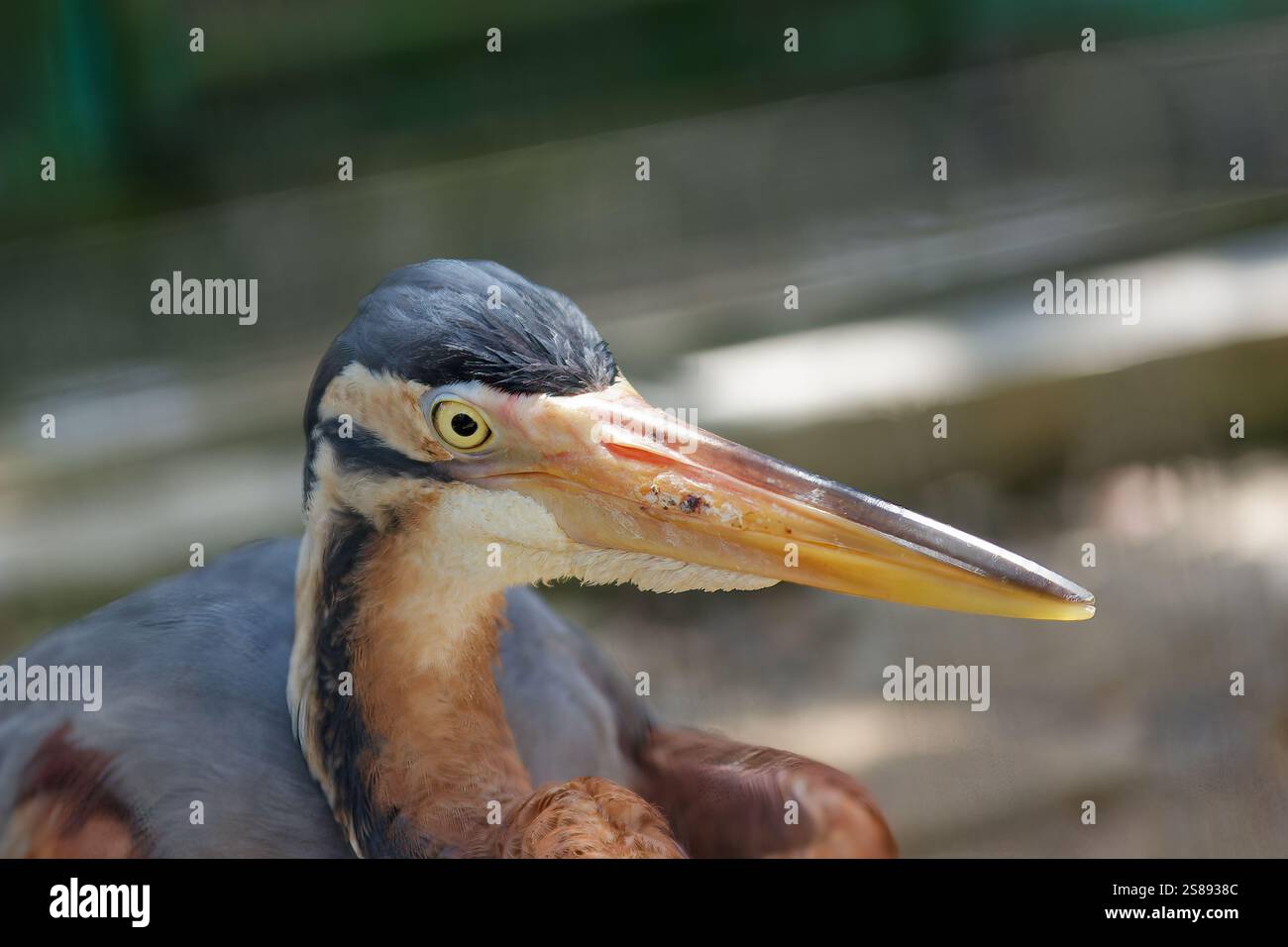 Ein Nahaufnahme-Porträt eines lila Reiherkopfes mit langem, scharfem Schnabel und klarem Auge vor einem weichen, unscharfen Hintergrund Stockfoto